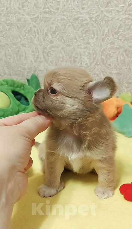 Собаки в Новосибирске: Красивая длинношерстная девочка в лилово-подпалом окрасе! Девочка, Бесплатно - фото 4