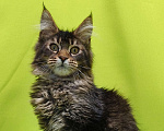 Кошки в Москве: Котенок Мейн-Кун Мальчик Мальчик, 50 000 руб. - фото 2