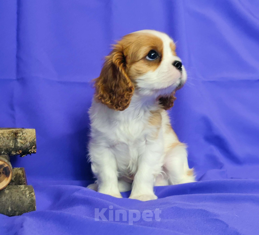 Собаки в Санкт-Петербурге: Мальчик кавалер Кинг Чарльз спаниель  Мальчик, Бесплатно - фото 4