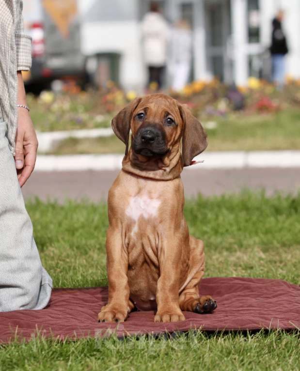 Собаки в Москве: Девочка родезийский риджбек  Девочка, Бесплатно - фото 4