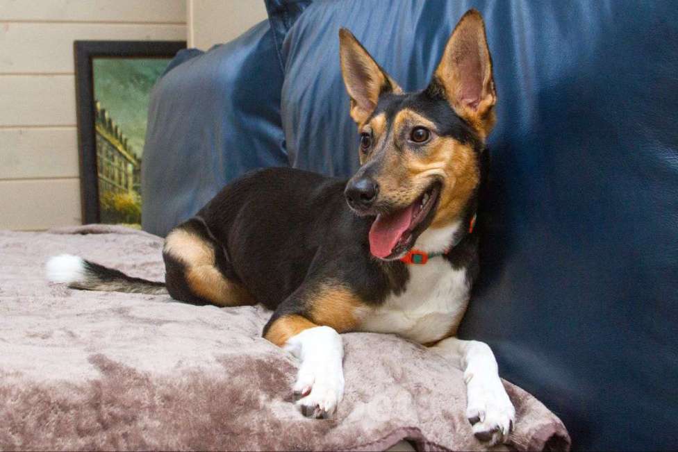 Собаки в Москве: Лея ищет дом Девочка, Бесплатно - фото 1