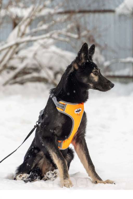 Собаки в Химках: Скромняшка Барс ждёт свою семью Мальчик, Бесплатно - фото 10