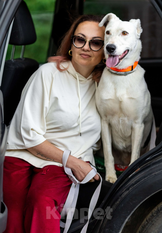 Собаки в Люберцах: Добрая и ласковая Марта 1,5 года ждет своего хозяина Девочка, Бесплатно - фото 3