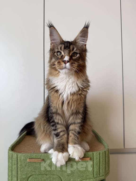 Кошки в Москве: Котенок мейн-кун Мальчик, 35 000 руб. - фото 3