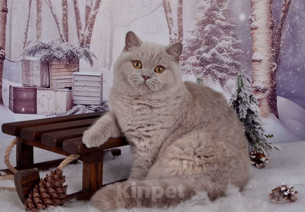 Кошки в Санкт-Петербурге: Британская кошечка черепахового окраса Девочка, 45 000 руб. - фото 2
