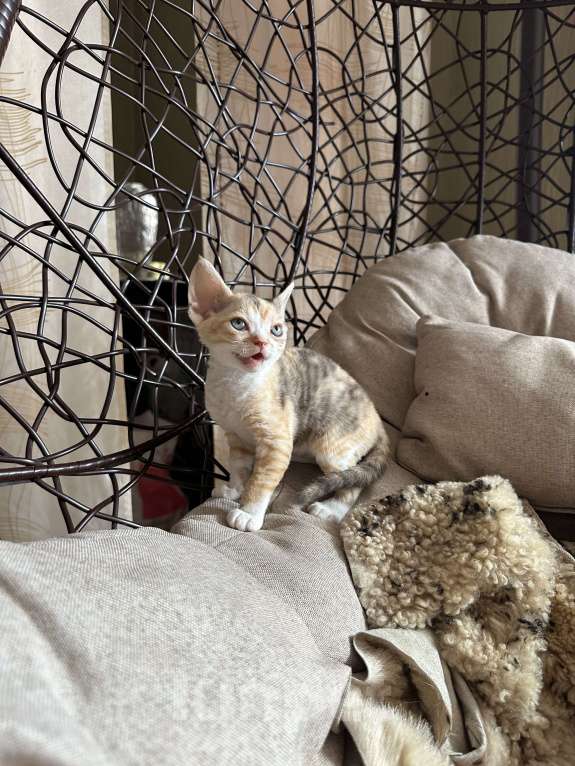 Кошки в Мурином: Demi mur Девочка, 65 000 руб. - фото 5