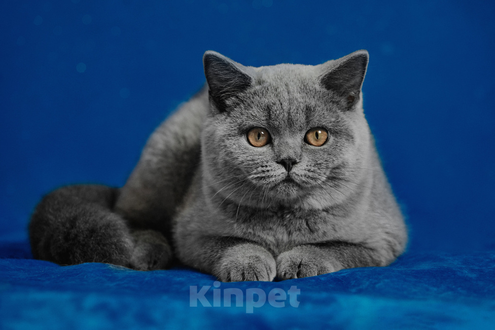 Кошки в Магнитогорске: Candy Marshmallow Девочка, 40 000 руб. - фото 2