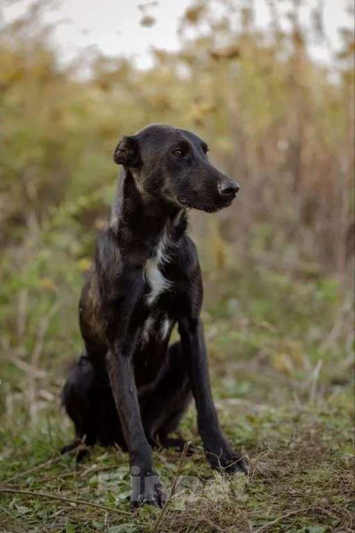 Собаки в Москве: Чудесный Лорд ищет свою семью Мальчик, Бесплатно - фото 9