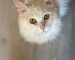 Кошки в Балашихе: Ватрушка Девочка, Бесплатно - фото 2