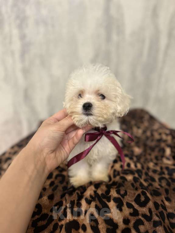 Собаки в Москве: Мальтипу бейби фейс микро Девочка, 65 000 руб. - фото 3