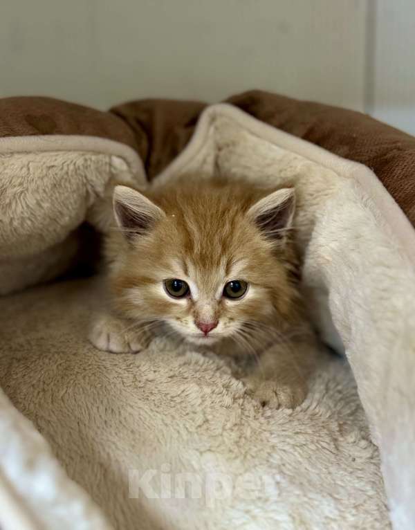 Кошки в Звенигороде: Очаровательный рыжий котенок ищет дом семью Мальчик, Бесплатно - фото 1