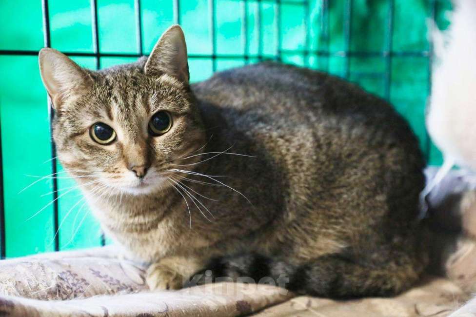 Кошки в Москве: Кошка Жемчужинка - полосатая красавица, в добрые руки Девочка, Бесплатно - фото 4