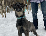 Собаки в Клине: Оззи Мальчик, Бесплатно - фото 4