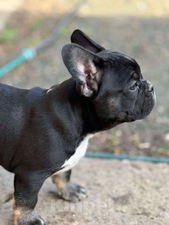 Собаки в Тимашевске: Щенки французского бульдога Мальчик, 22 000 руб. - фото 4