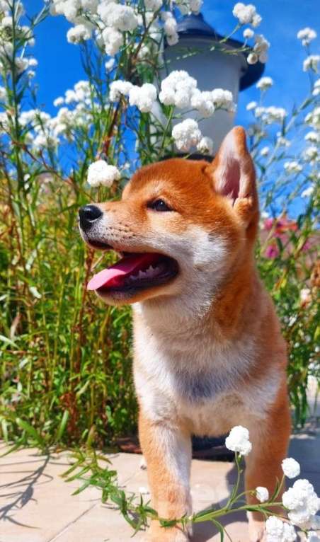 Собаки в Жигулевске: Премиум класса щенки сиба ину  родителей призеров выставок.япорских кровей.Щенки рождённые 11.05.25 Мальчик, 60 000 руб. - фото 2