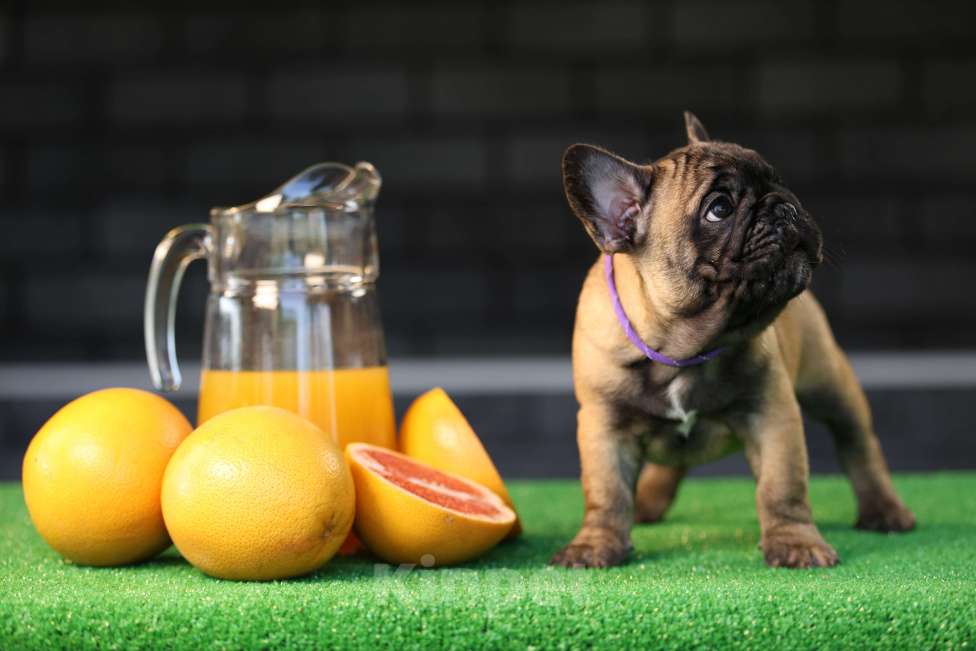 Собаки в Москве: Щенок французского бульдога Мальчик, 50 000 руб. - фото 2