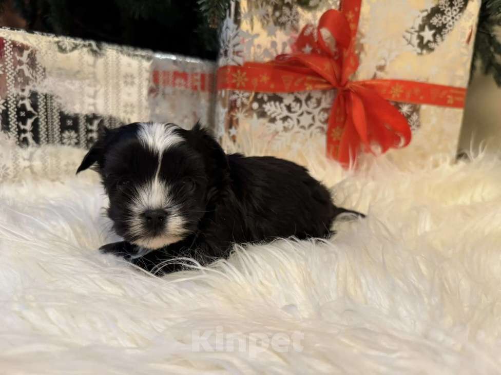 Собаки в Москве: Цветные йорки Мальчик, 65 000 руб. - фото 3