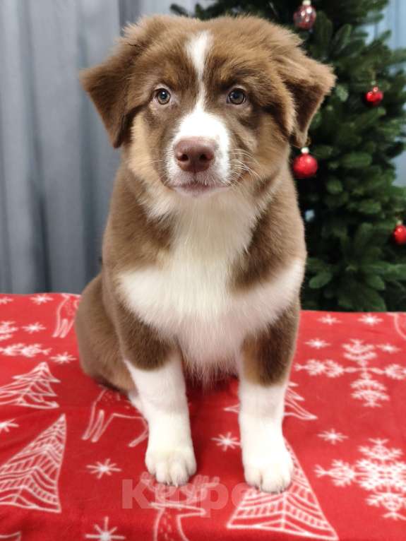 Собаки в Липецке: Австралийская овчарка Девочка, 90 000 руб. - фото 2