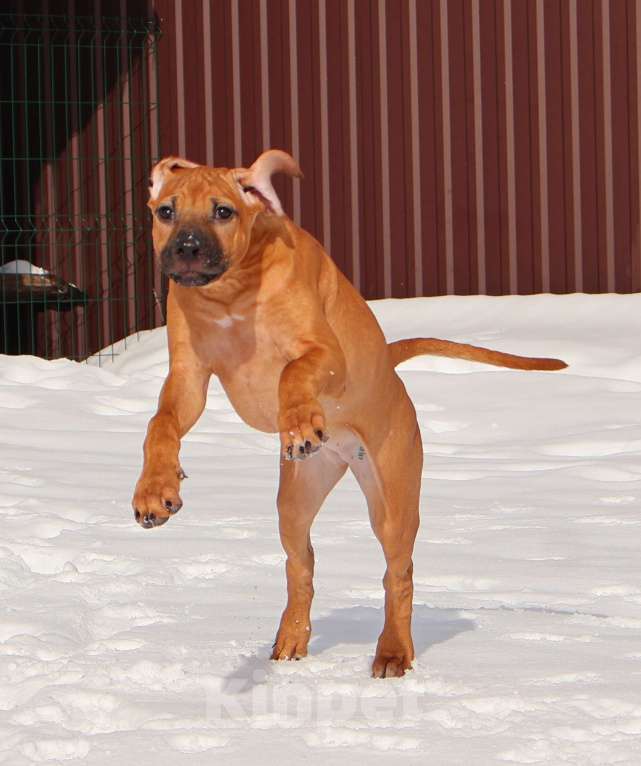 Собаки в Москве: Девочка Родезийского Риджбека Девочка, Бесплатно - фото 7