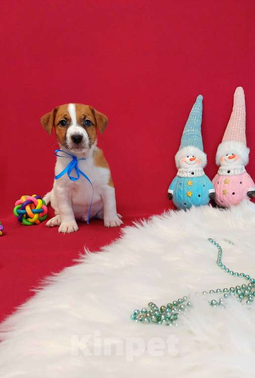 Собаки в Омске: Щенки Джек Рассел терьер гладко шерстяные мальчики и девочки  Мальчик, 35 000 руб. - фото 7