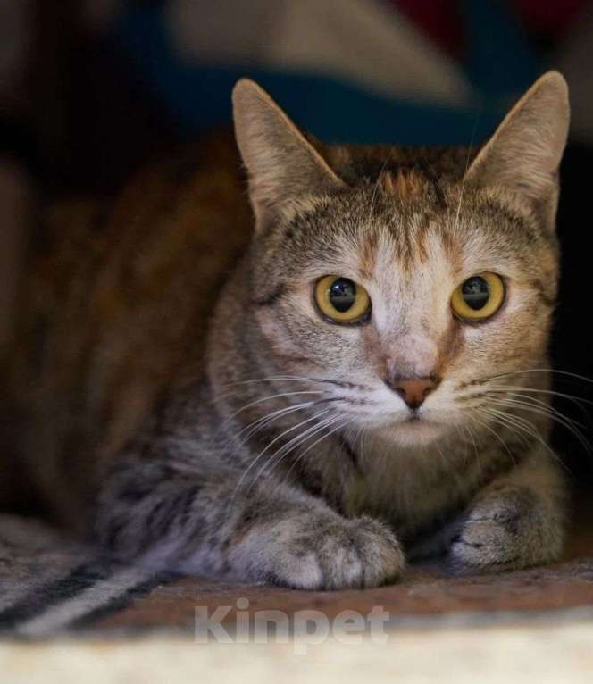 Кошки в Москве: Кошечка Анфиса в добрые руки Девочка, Бесплатно - фото 6