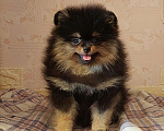 Собаки в Калининграде: Померанский шпиц,щенок Девочка, 30 000 руб. - фото 3