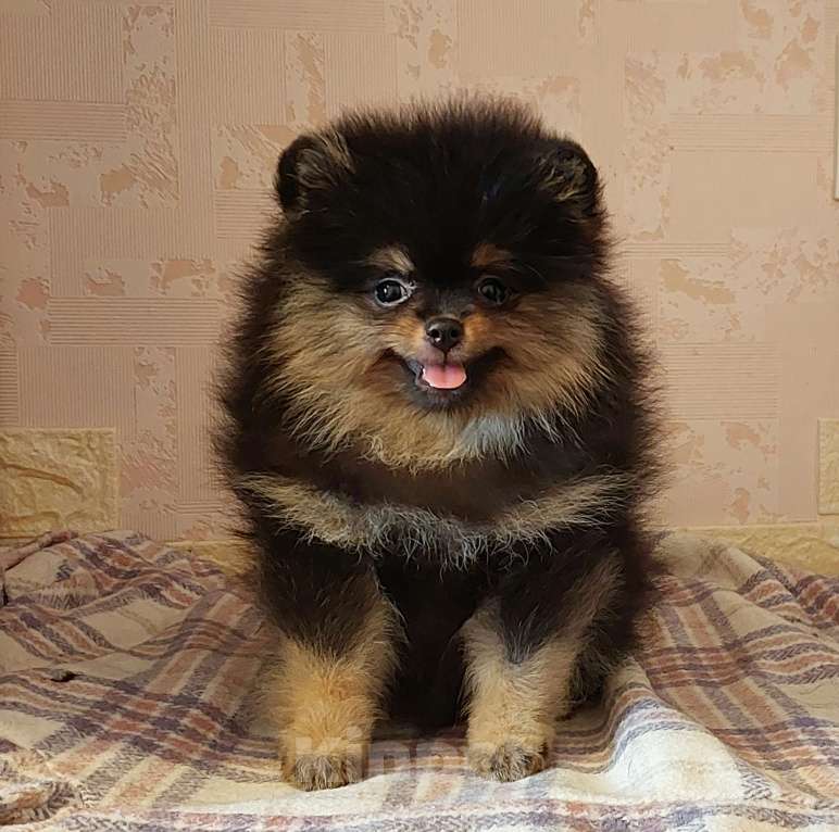 Собаки в Калининграде: Померанский шпиц,щенок Девочка, 30 000 руб. - фото 3