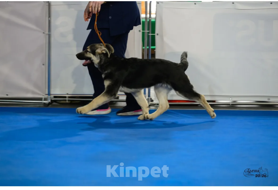 Собаки в Красноярске: Щенок ВЕО Нелли Голд Девочка, Бесплатно - фото 4