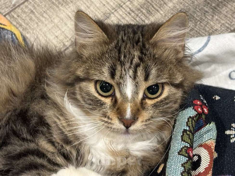 Кошки в Москве: Очаровательные котята Василий и Багира ищут свои семьи! Мальчик, Бесплатно - фото 1