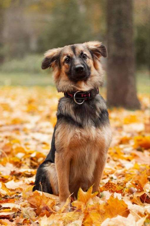 Собаки в Москве: Маленькая собачка Соня ищет дом! Девочка, 10 руб. - фото 4