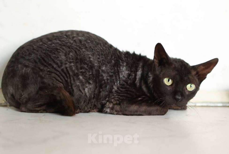 Кошки в Москве: Кошечка Арианна ищет дом! Девочка, Бесплатно - фото 3