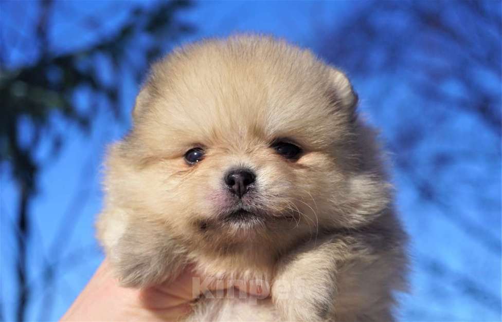 Собаки в Архангельске: щенки шпица Мальчик, Бесплатно - фото 2