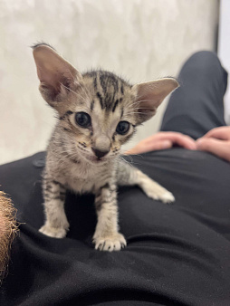 Ориентальный мальчишка