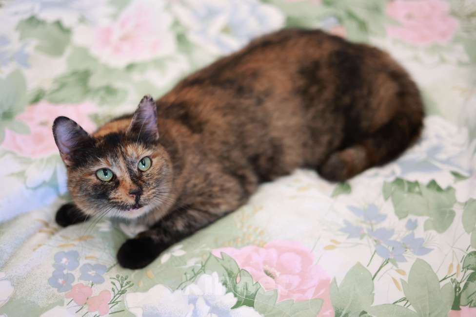 Кошки в Москве: Бывшедомашняя кошка Муся ищет тех кто не предаст Девочка, 1 руб. - фото 4