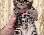Кошки в Курске: Продам котят породы экзотическая короткошерстная Мальчик, 15 000 руб. - фото 3