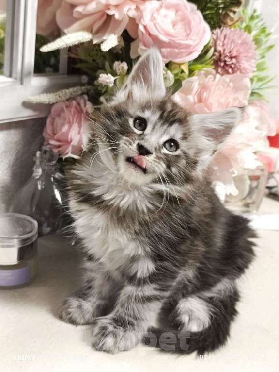 Кошки в Воронеже: Красивый мальчик, котенок Мейн кун Мальчик, 25 000 руб. - фото 3