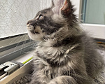 Кошки в Москве: Котик мейн-кун из питомника Status Joy Мальчик, 70 000 руб. - фото 3