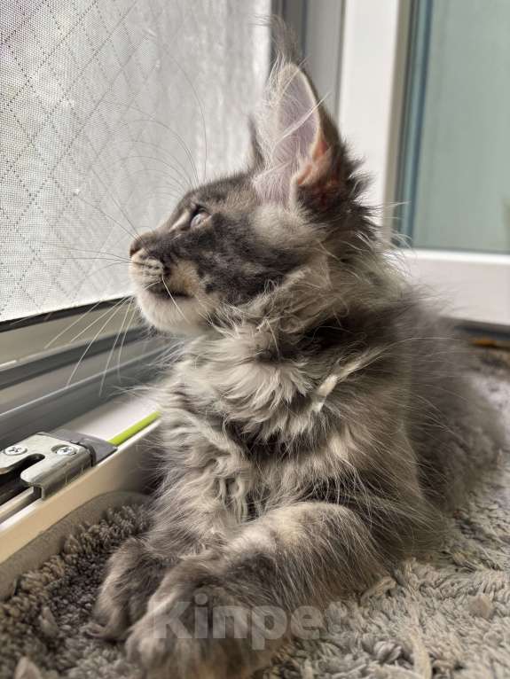 Кошки в Москве: Котик мейн-кун из питомника Status Joy Мальчик, 70 000 руб. - фото 3