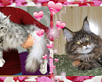 Кошки в Астрахани: Котята мейн-куны от чемпиона Мальчик, 30 000 руб. - фото 10