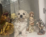 Собаки в Самаре: Мальтипу девочка F1 mini Девочка, 98 000 руб. - фото 2