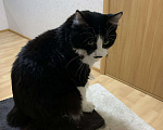 Кошки в Ельне: Вязка Курильский бобтейл, 1 000 руб. - фото 3
