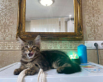 Кошки в Малмыже: Котята для вас., 15 000 руб. - фото 2