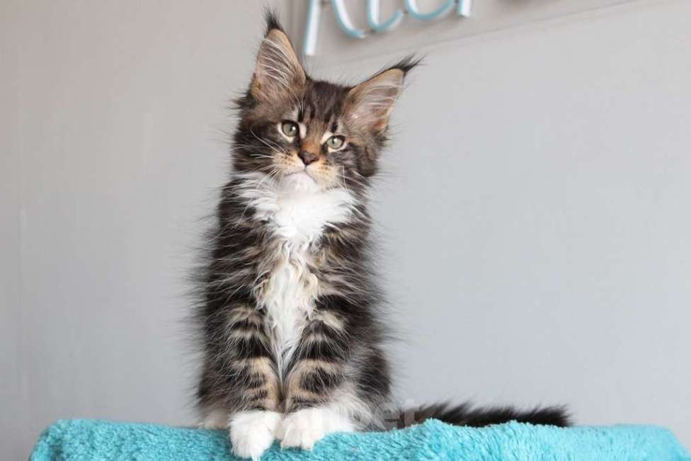 Кошки в Екатеринбурге: Котенок мейнкун из питомника РИЧКУН - Arhip Мальчик, 45 000 руб. - фото 7