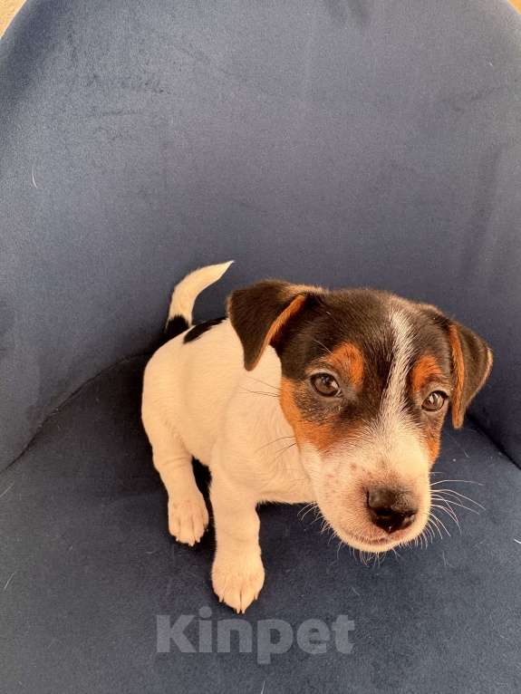 Собаки в Челябинске: Двойка Мальчик, 18 000 руб. - фото 3