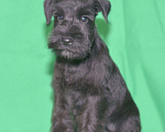 Собаки в Калуге: цвергшнауцер черного окраса Девочка, 60 000 руб. - фото 6