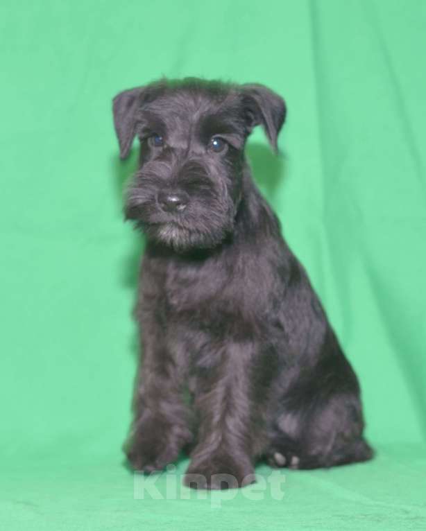 Собаки в Калуге: цвергшнауцер черного окраса Девочка, 60 000 руб. - фото 6