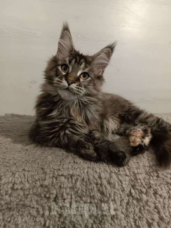 Кошки в других городах Владимирской области: кошки мейн кун полидакт Девочка, 35 000 руб. - фото 2