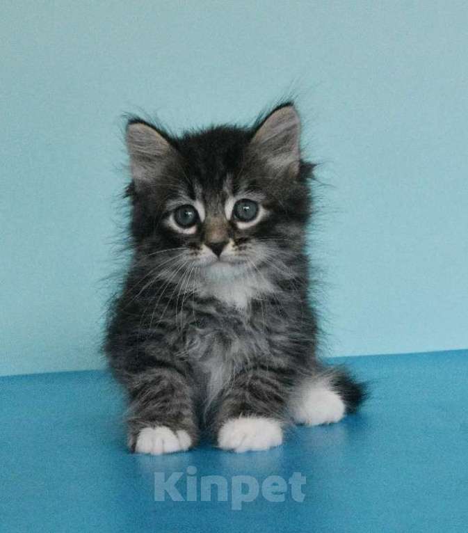 Кошки в Москве: Котик Уран Мальчик, Бесплатно - фото 8