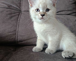 Кошки в Ростове-на-Дону: Шотландский прямоухий котёнок Девочка, 5 000 руб. - фото 2