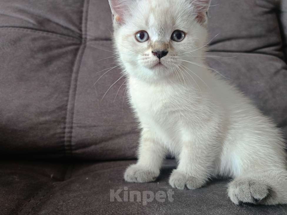 Кошки в Ростове-на-Дону: Шотландский прямоухий котёнок Девочка, 5 000 руб. - фото 2